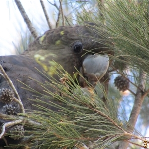Calyptorhynchus lathami lathami (Glossy Black-Cockatoo) by GITM2