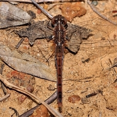 Diplacodes bipunctata (Wandering Percher) at Higgins, ACT - Yesterday by MichaelWenke