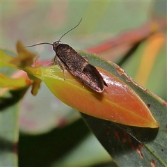 Leistomorpha brontoscopa (A concealer moth) at Higgins, ACT - 3 Oct 2025 by MichaelWenke