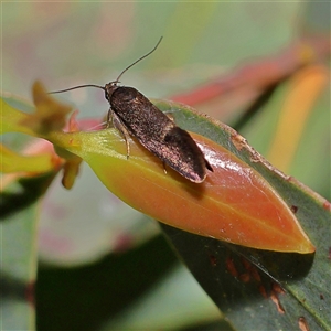 Leistomorpha brontoscopa at Higgins, ACT - Yesterday by MichaelWenke