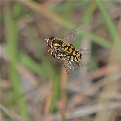 Simosyrphus grandicornis (Common hover fly) at Higgins, ACT - 3 Oct 2025 by MichaelWenke