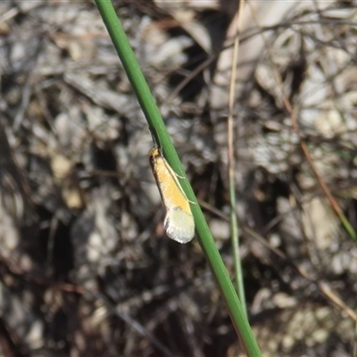 Philobota arabella (Concealer moth) at Murlong, SA - 3 Oct 2025 by Aira