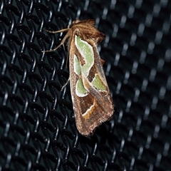 Cosmodes elegans (Green Blotched Moth) at Higgins, ACT - 9 Sep 2025 by AlisonMilton