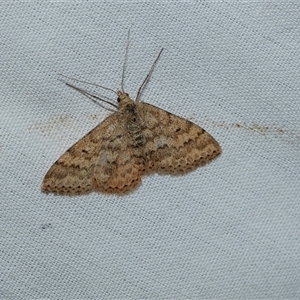Scopula rubraria at Higgins, ACT - 9 Sep 2025 by AlisonMilton