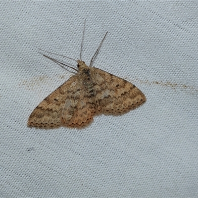 Scopula rubraria (Reddish Wave, Plantain Moth) at Higgins, ACT - 9 Sep 2025 by AlisonMilton
