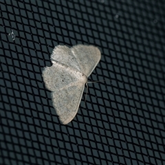 Scopula optivata (Varied Wave) at Higgins, ACT - 9 Sep 2025 by AlisonMilton