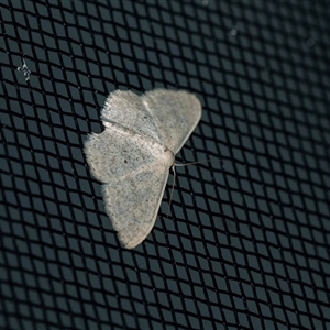 Unverified Geometer moth (Geometridae) at Higgins, ACT - 9 Sep 2025 by AlisonMilton