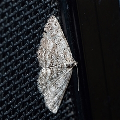 Psilosticha absorpta (Fine-waved Bark Moth) at Higgins, ACT - 9 Sep 2025 by AlisonMilton