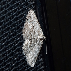 Unverified Geometer moth (Geometridae) at Higgins, ACT - 9 Sep 2025 by AlisonMilton