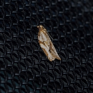Unverified Concealer moth (Oecophoridae) at Higgins, ACT - 9 Sep 2025 by AlisonMilton