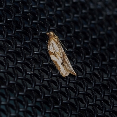 Unverified Concealer moth (Oecophoridae) at Higgins, ACT - 9 Sep 2025 by AlisonMilton