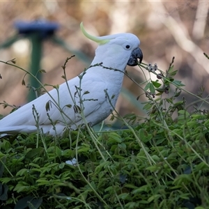Cacatua galerita at Higgins, ACT - 9 Sep 2025 by AlisonMilton