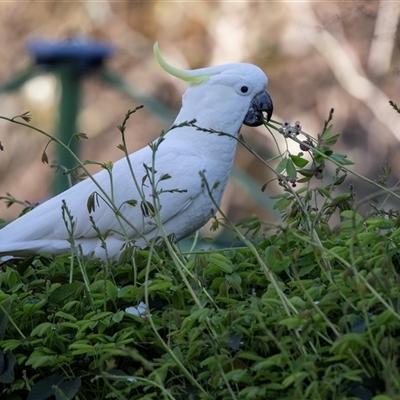 Cacatua galerita (Sulphur-crested Cockatoo) at Higgins, ACT - 9 Sep 2025 by AlisonMilton