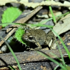 Crinia sp. (genus) (A froglet) at Throsby, ACT - 3 Oct 2025 by davidcunninghamwildlife