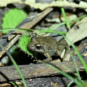 Crinia sp. (genus) at Throsby, ACT - Yesterday by davidcunninghamwildlife