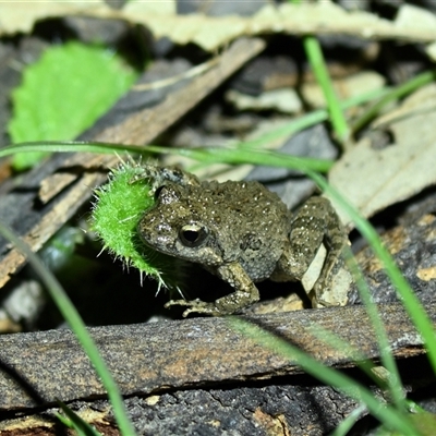 Crinia sp. (genus) (A froglet) at Throsby, ACT - 3 Oct 2025 by davidcunninghamwildlife