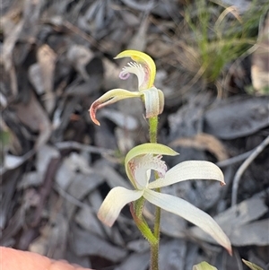Caladenia ustulata (Brown Caps) at Acton, ACT - Yesterday by LeahColebrook