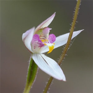 Caladenia alata (Fairy Orchid) at Vincentia, NSW - 2 Sep 2025 by RobG1
