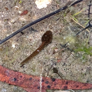 Crinia signifera at Leura, NSW - 19 Sep 2025 by davidcunninghamwildlife