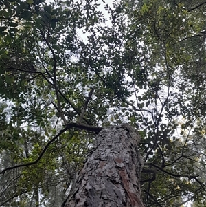 Unverified Other Tree at Pappinbarra, NSW - Today by jonvanbeest