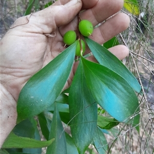 Persoonia levis at Pappinbarra, NSW - Today by jonvanbeest