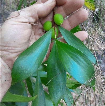 Persoonia levis at Pappinbarra, NSW - 4 Oct 2025 by jonvanbeest