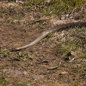 Pseudonaja textilis at Fraser, ACT - Today by PeteRav