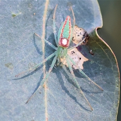 Araneus talipedatus (Slender green orb-weaver) at Wodonga, VIC - 4 Oct 2025 by KylieWaldon