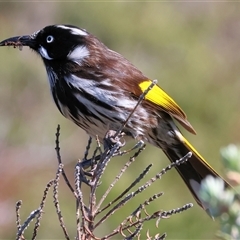 Phylidonyris novaehollandiae (New Holland Honeyeater) at Wodonga, VIC - 4 Oct 2025 by KylieWaldon