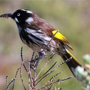 Phylidonyris novaehollandiae by KylieWaldon