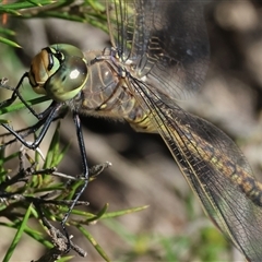 Anax papuensis (Australian Emperor) at Wodonga, VIC - 4 Oct 2025 by KylieWaldon