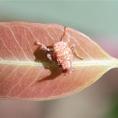 Fulgoroidea (superfamily) (Unidentified fulgoroid planthopper) at Wodonga, VIC - 4 Oct 2025 by KylieWaldon
