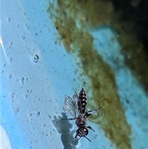 Unverified Insect by chriselidie