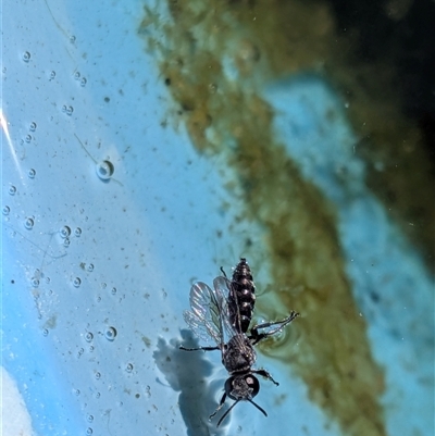 Unverified Insect at  - suppressed by chriselidie