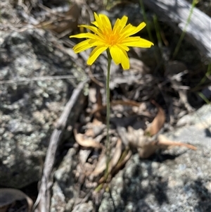 Microseris walteri by Shazw