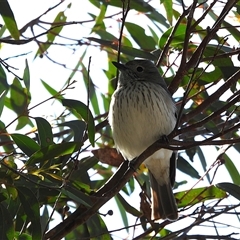 Pachycephala rufiventris at Kambah, ACT - 3 Oct 2025 by LineMarie