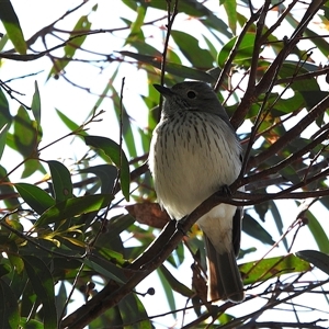 Pachycephala rufiventris at Kambah, ACT - Yesterday by LineMarie