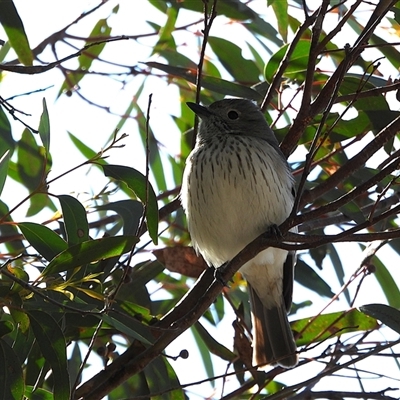 Pachycephala rufiventris at Kambah, ACT - 3 Oct 2025 by LineMarie