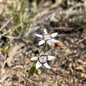 Wurmbea dioica subsp. dioica at Kambah, ACT - Yesterday by LineMarie