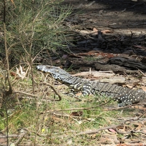 Varanus rosenbergi by Span102