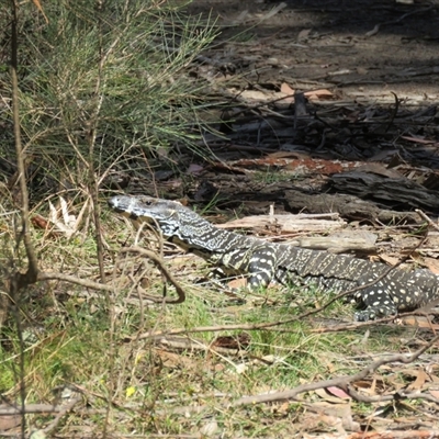Varanus varius (Lace Monitor) at  - suppressed by Span102