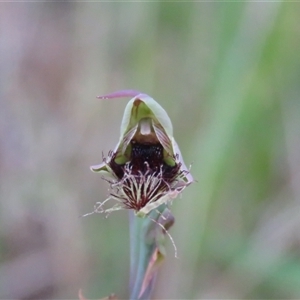 Calochilus platychilus by Span102