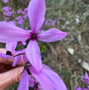 Tetratheca thymifolia at Mittagong, NSW - suppressed