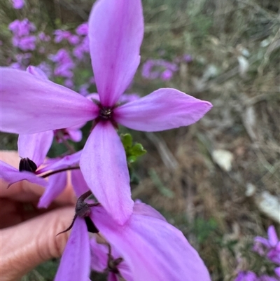 Tetratheca thymifolia (Black-eyed Susan) at  - suppressed by Span102