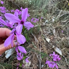 Tetratheca thymifolia at Mittagong, NSW - suppressed