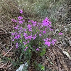 Tetratheca thymifolia at Mittagong, NSW - suppressed