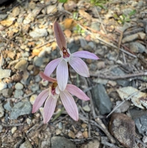 Caladenia fuscata at Joadja, NSW - 25 Sep 2025 by Span102