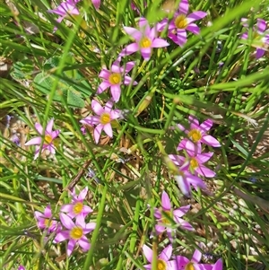 Unverified Other Wildflower or Herb at Evatt, ACT - Today by AndrewBell