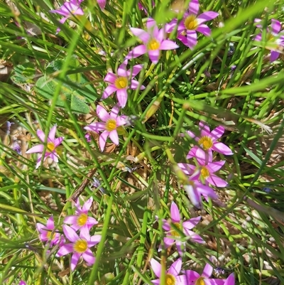 Unverified Other Wildflower or Herb at Evatt, ACT - 4 Oct 2025 by AndrewBell