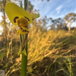 Diuris chryseopsis by Span102